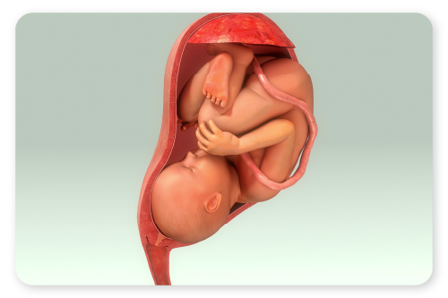 ¿Qué es la placenta y por qué es vital durante el embarazo_  .png