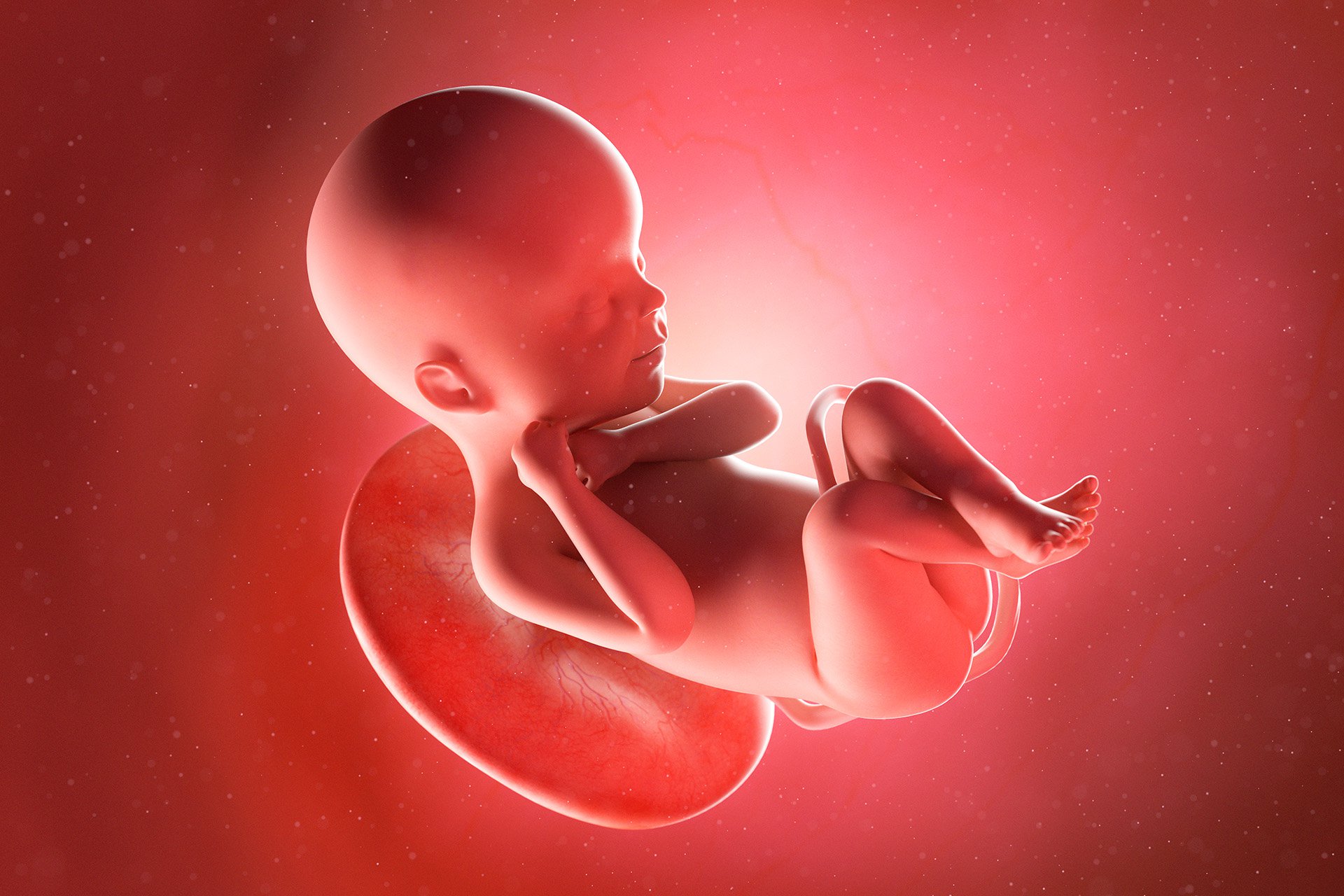 ¿Qué es la placenta y por qué es vital durante el embarazo_ - 1.jpg